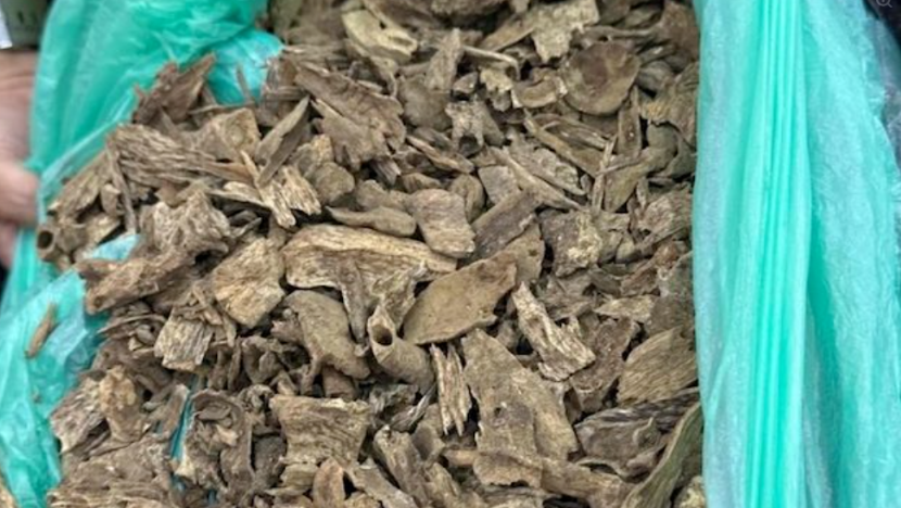 Philippine customs raids a warehouse and seizes 8.4 million pesos of agarwood misdeclared!